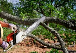 Best Hazardous Tree Removal  in Dublin, OH