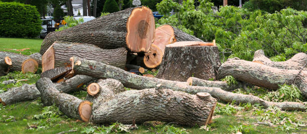 Trusted Dublin, OH Tree Services Experts