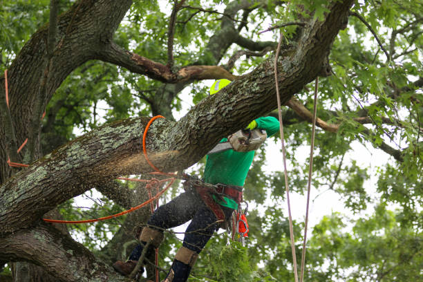 How Our Tree Care Process Works  in  Dublin, OH