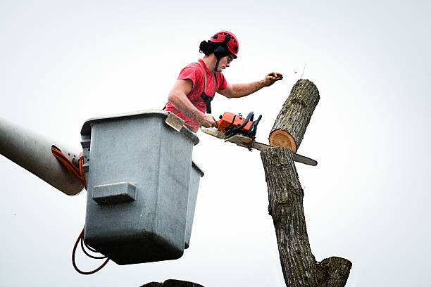 Best Arborist Consultation Services  in Dublin, OH